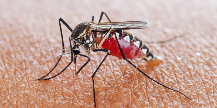 Sivrisinek dönemi yaklaşırken ısırmalarını önleme yöntemi bulundu