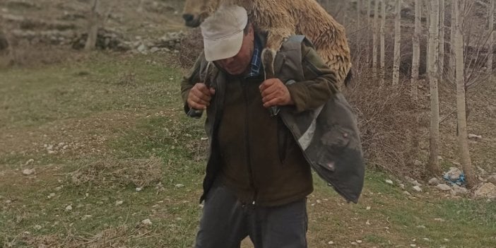 Hasta yaban keçisini kilometrelerce sırtında taşıdı