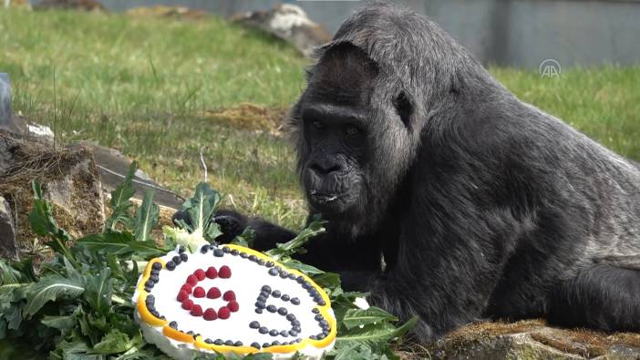 Goril Fatou 65. yaş gününü kutladı