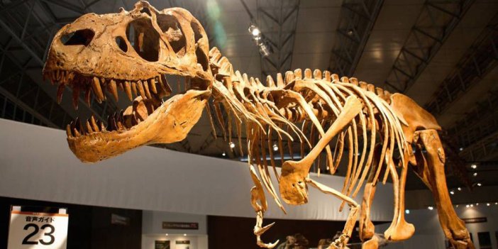 66 milyon yıllık dinozor fosili bulundu. Son dinozorlardan olabilir