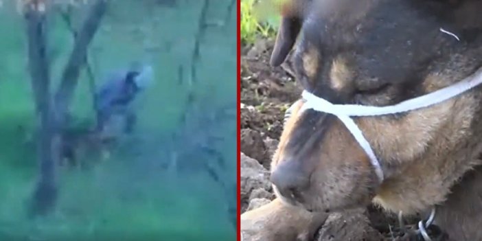 Duman isimli köpeği öldüresiye döven sanığa istenen ceza belli oldu