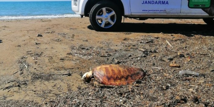 Antalya'da ölü caretta carettalar sahile vurdu