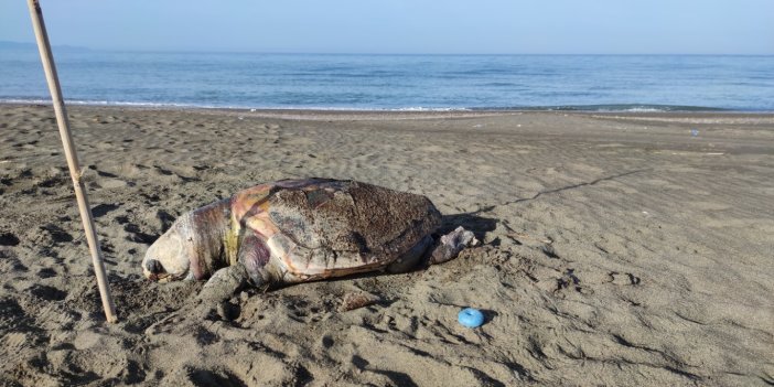 Nesli tehlike altında olan 4 yeşil deniz kaplumbağası ölü bulundu