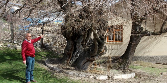 700 yaşındaki dut ağacı, zamana meydan okuyor