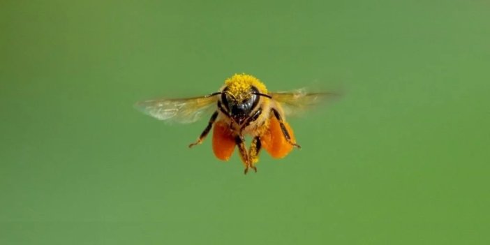 Bal arılarının ayna yada yansıyan herhangi bir zemin üzerinde neden uçamadığı belli oldu