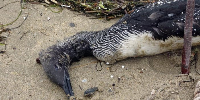 Karadeniz'deki yunusların ardından onlarca kuş ölüsü kıyıya vurdu. Uzman isimden hayati uyarı