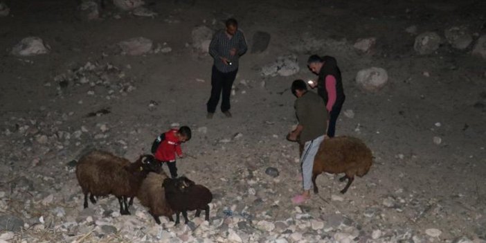 Sürüye otomobil çarptı: 25 koyun öldü, 15 koyun yaralandı