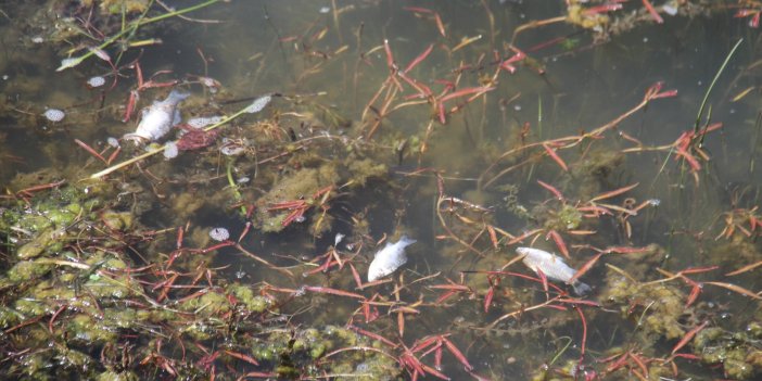 Beyşehir Gölü kıyısında ölü balıklar bulundu