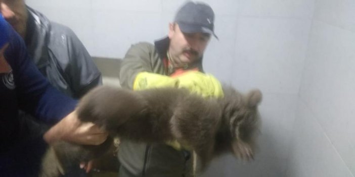 Köpeklerin saldırdığı ayıyı vatandaşlar kurtardı 