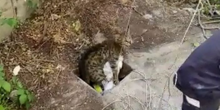 20 metrelik kuyuya düşen kedi kurtarıldı