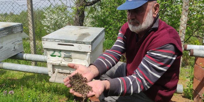 Bursa'da arı faciası. Yüzlerce kovan arı telef oldu. Üretici kara kara düşünüyor