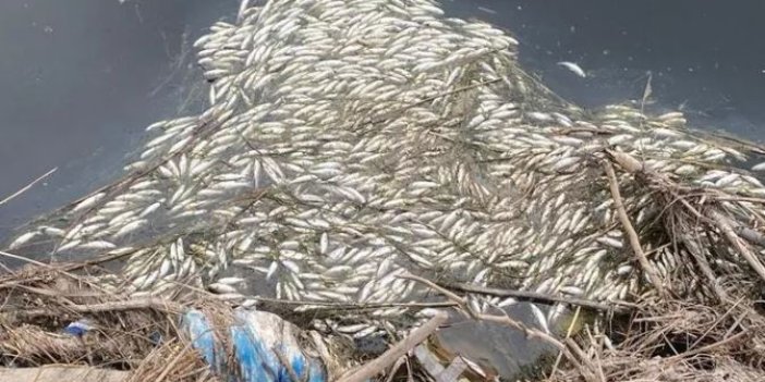 Dicle Nehri'nde tedirgin eden görüntü. Binlerce balık öldü
