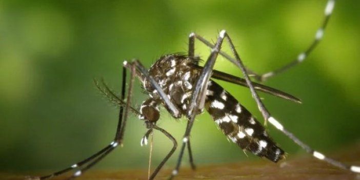 Asya kaplan sivrisineğine dikkat! Uzmanı açıkladı