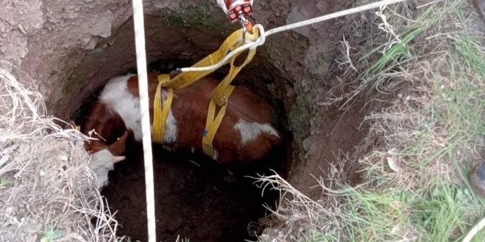3 metre derinliğinde kuyuya düşen inek kurtarıldı