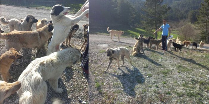 Terk edilen 150'den fazla köpek aç ve susuz halde bulundu