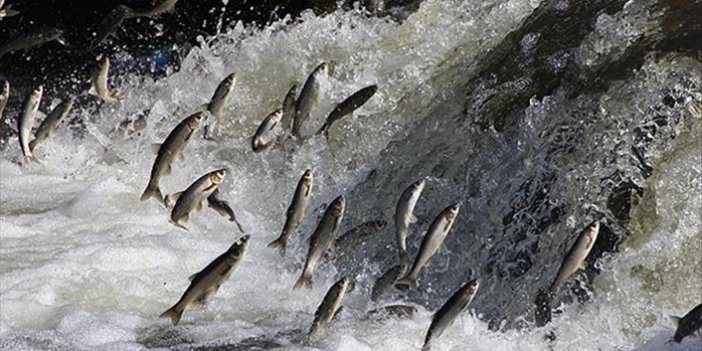 Van Gölü'nde martıların balık nöbeti. İnci Kefalinin göçü yaklaştı Martılar da Van Gölünü mesken tuttu