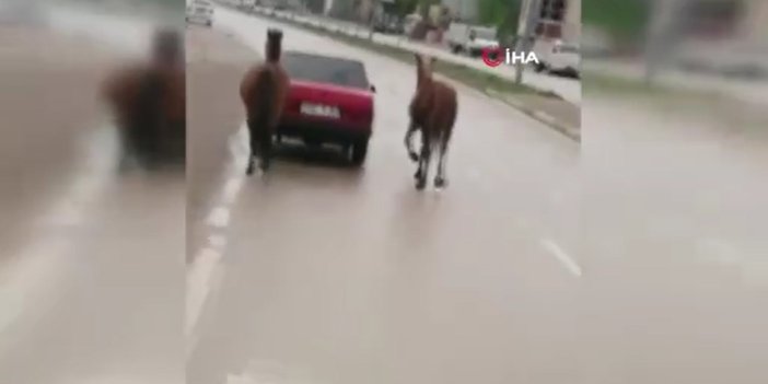 Atlara kilometrelerce işkence eden sürücü sosyal medyada büyük tepki toplayınca ceza yağdı