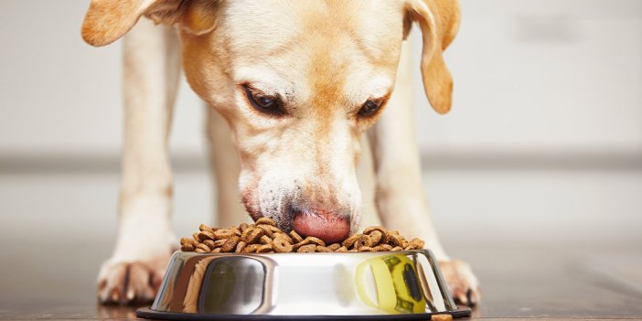 Köpekler günde kaç kez yemek yemeli? Bildiğiniz tüm doğruları unutun