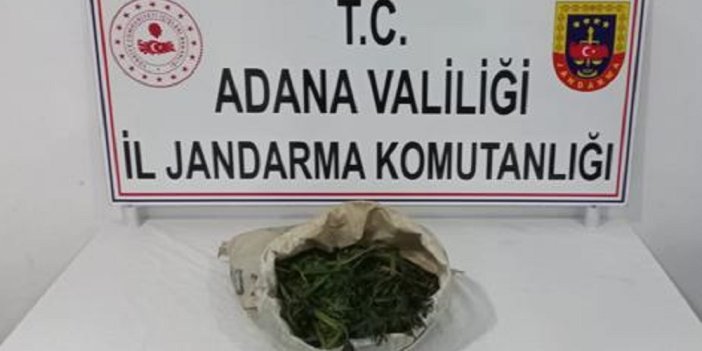 Adana'da orman arazisinde kenevir yetiştiren iki zanlı yakalandı