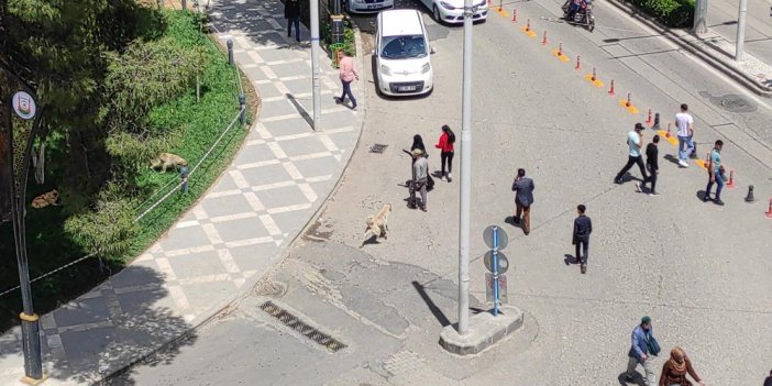 Belediyeden sokak köpeği operasyonu