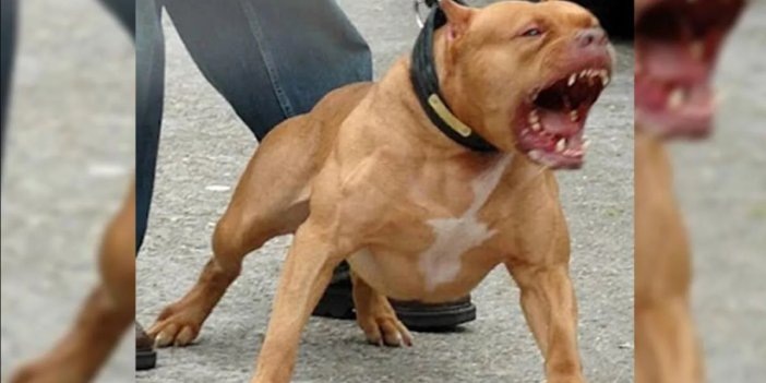 Savcılıktan dört kişiyi yaralayan pitbull cinsi köpekle ilgili flaş karar