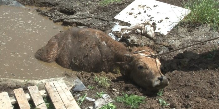 Bataklığa saplanan inek ve yavrusu kurtarıldı