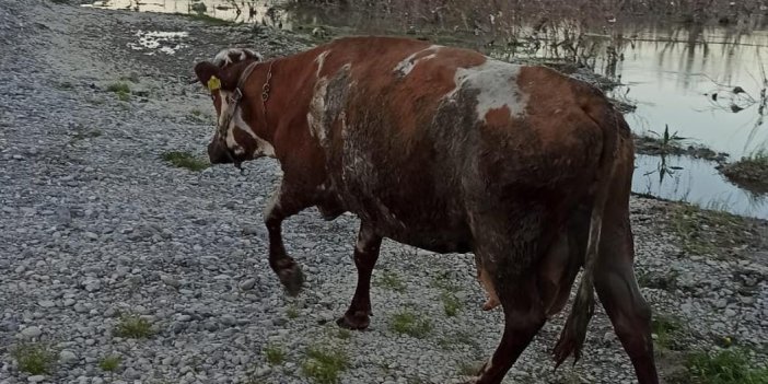 Nehirde balçığa saplanan inek kurtarıldı