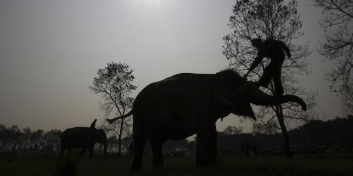 Zimbabve'de bu yıl 60 kişi fil saldırısında öldü