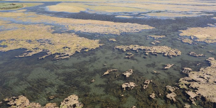 Yosunların sardığı Büyükçekmece gölü için uyarı