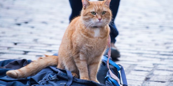 Hangi ülkede kedilerin sokağa çıkması yasaklandı? Amaç kuşları korumak