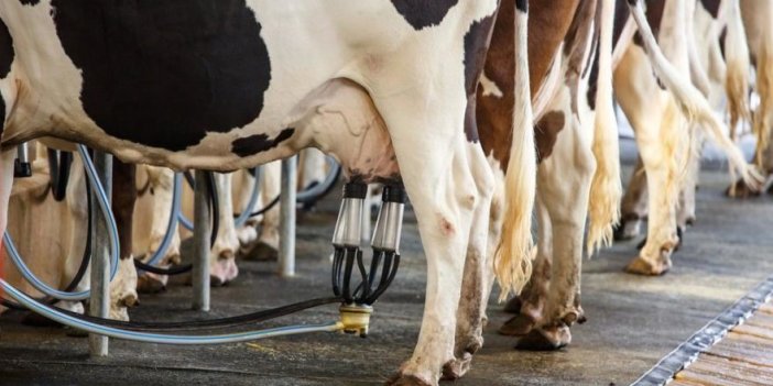 Artan maliyetler süt üreticilerini buna zorluyor... İneklerini ağlayarak kesime gönderiyorlar