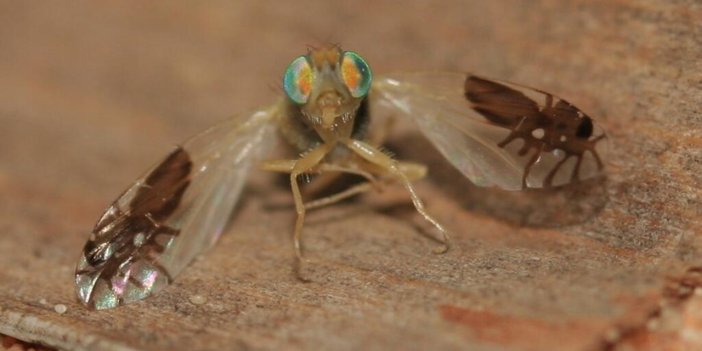 Kanatları karınca desenli sinek: Bu sineklerin kanatlarını gören bir daha bakıyor