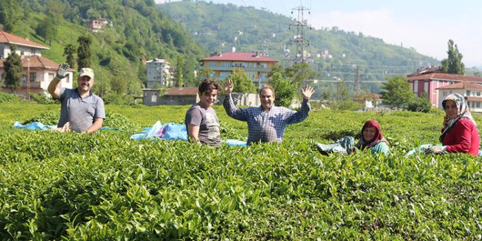 Hasat başladı, Rize'de 'çay göçü' ile nüfus 4'e katlandı