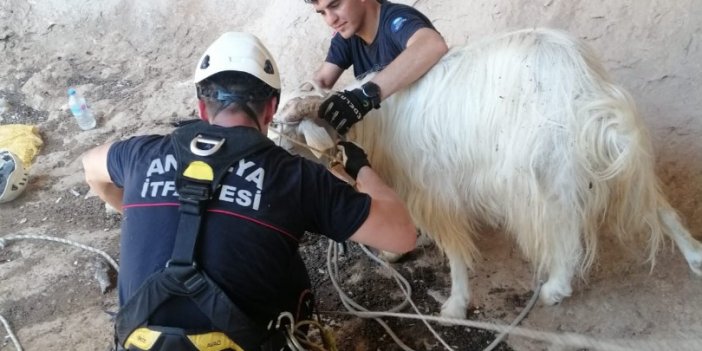 Dağda 6 saat mahsur kalan keçi kurtarıldı