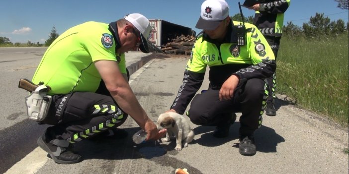 TIR devrildi! Yaralı sürücü yavru köpeğini polislere emanet etti…