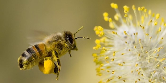 Yeni virüs varyantı tüm arıları yok ediyor; insanlık için tehlikeli...