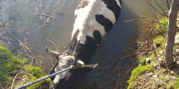 Sulama havuzuna düşen inek kurtarıldı
