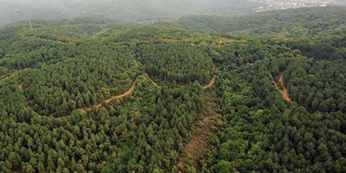 Cumhurbaşkanı Erdoğan'ın kararıyla. 4 ilde 350 hektar alan artık 'orman' değil