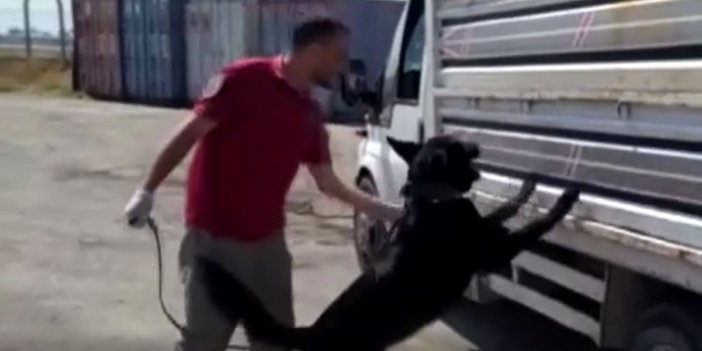 Polis atık kağıt yüklü kamyoneti durdurdu. Polis köpeği harekete geçti
