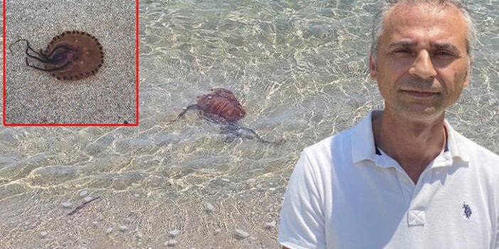 Marmara'da şimdi de zehirli pusula denizanası istilası! Prof. Dr. Şirin denize girenleri uyardı...
