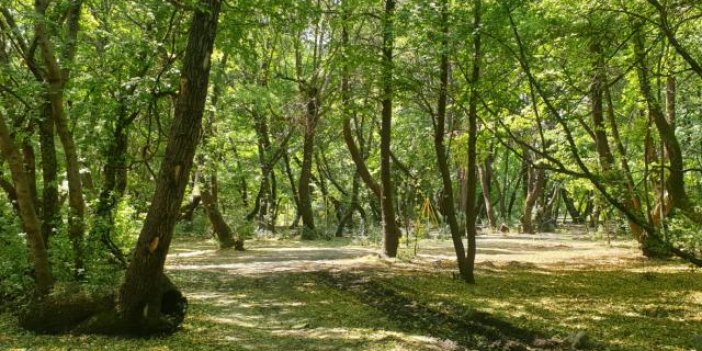Muğla'da bazı bölgelerdeki ormanlara giriş yasaklandı