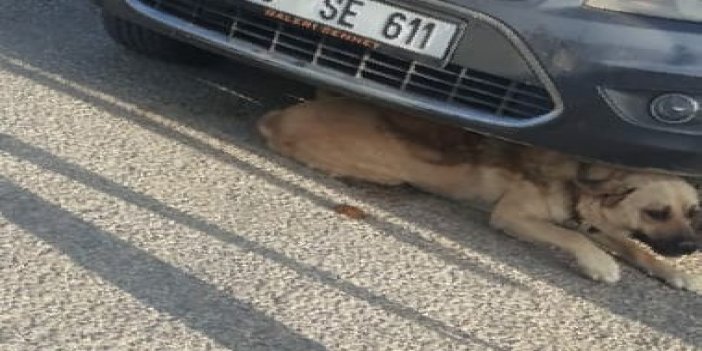 Otomobil çarpması sonucu sıkışan köpek kurtarıldı