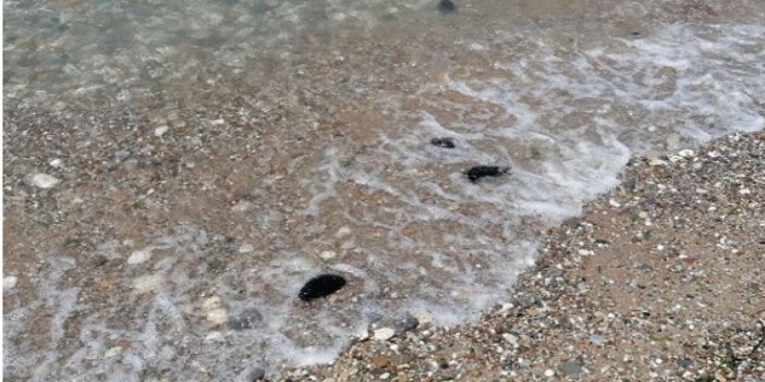 Ölü deniz tavşanları sahile vurdu