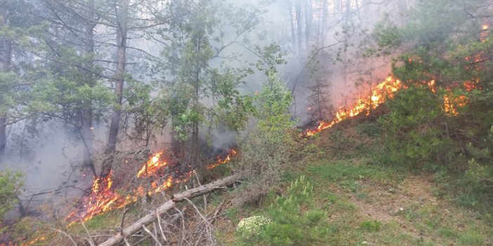 Bolu'daki orman yangınında 1 hektar alan zarar gördü