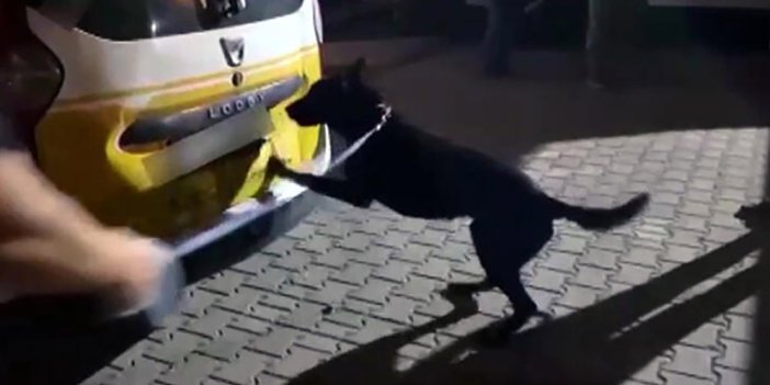 Taksideki uyuşturucuyu narkotik köpeği ‘Aşil’ buldu