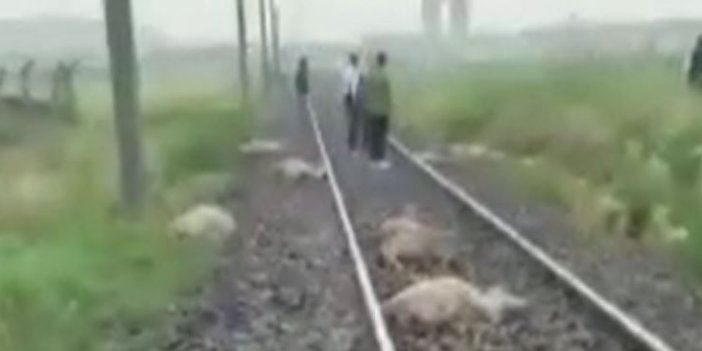 Tren koyun sürüsünü biçti