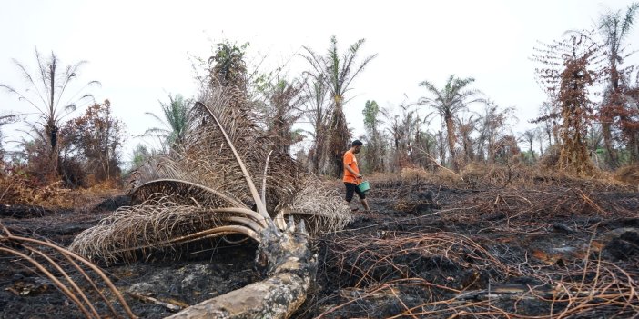 Endonezya'da orman yangınları 26 hektar arazi yandı