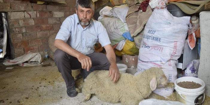 Terör estiren sokak köpekleri koyunları parçaladı