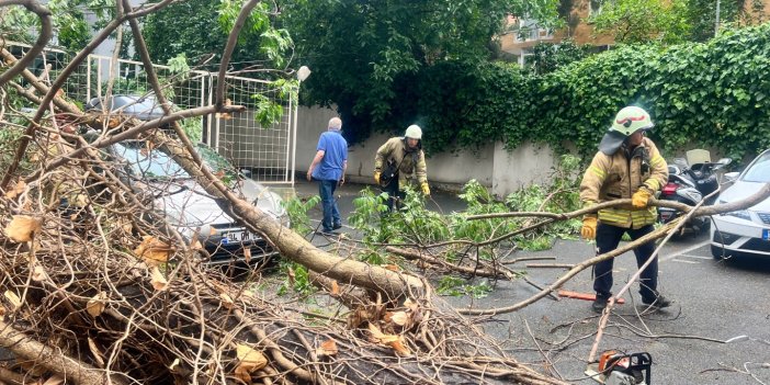 Kadıköy'de otomobilin üzerine ağaç devrildi