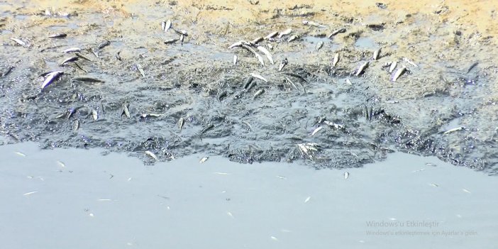 Silivri'de balık ölümlerine inceleme